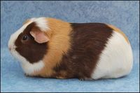 Valerie [300x200] [200x133]