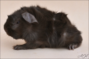 Valpolicella [320x200]