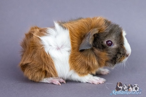 Vangelis (1) [300x200]