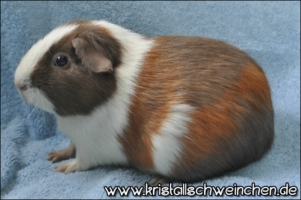 Voyager (2) [320x200]