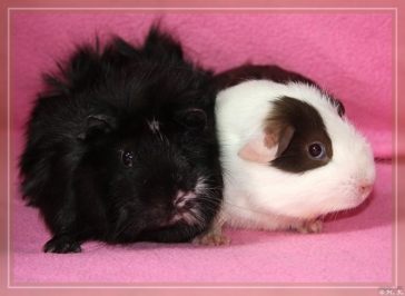 Waldschrat (Tempest) [400x266]