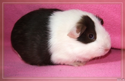 Waldschrat (Tempest) (4) [400x266]