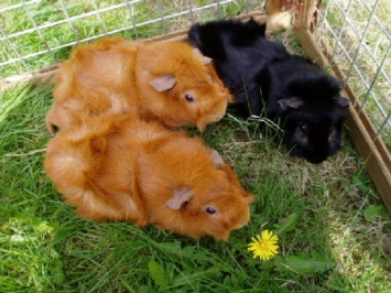 WayneDoreeSilvie16.04.2009005 [400x266]