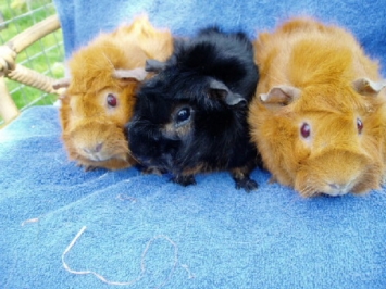 WayneDoreeSilvie16.04.2009008 [400x266]