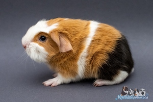 Wildbeere (2) [300x200]