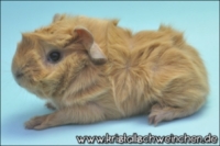 Xtra Hot (2) [320x200] [200x133]