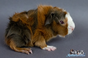 Xtra Rare (1) [300x200]