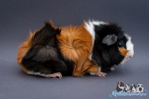 Xuckerstck1 [300x200]