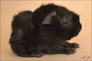 Yatala (2) [320x200]