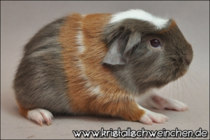 You're my star [320x200]