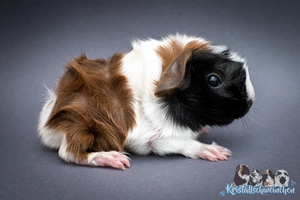 Your Song (1) [300x200]