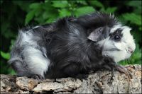 Zabaglione1 [200x133]