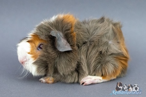 Zauberhut (2) [300x200]