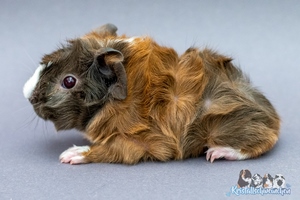 Zimtzicke (2) [300x200]