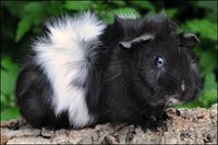 Zimtzickenstern1 [200x133]