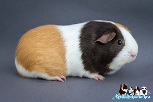 Zuckerpuppe1 [300x200]