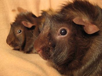 fuegoitalics2 [400x266]