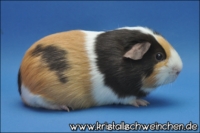 ladykiller1 [200x133]